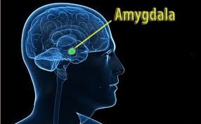 cork kinesiology - anxiety amygdala